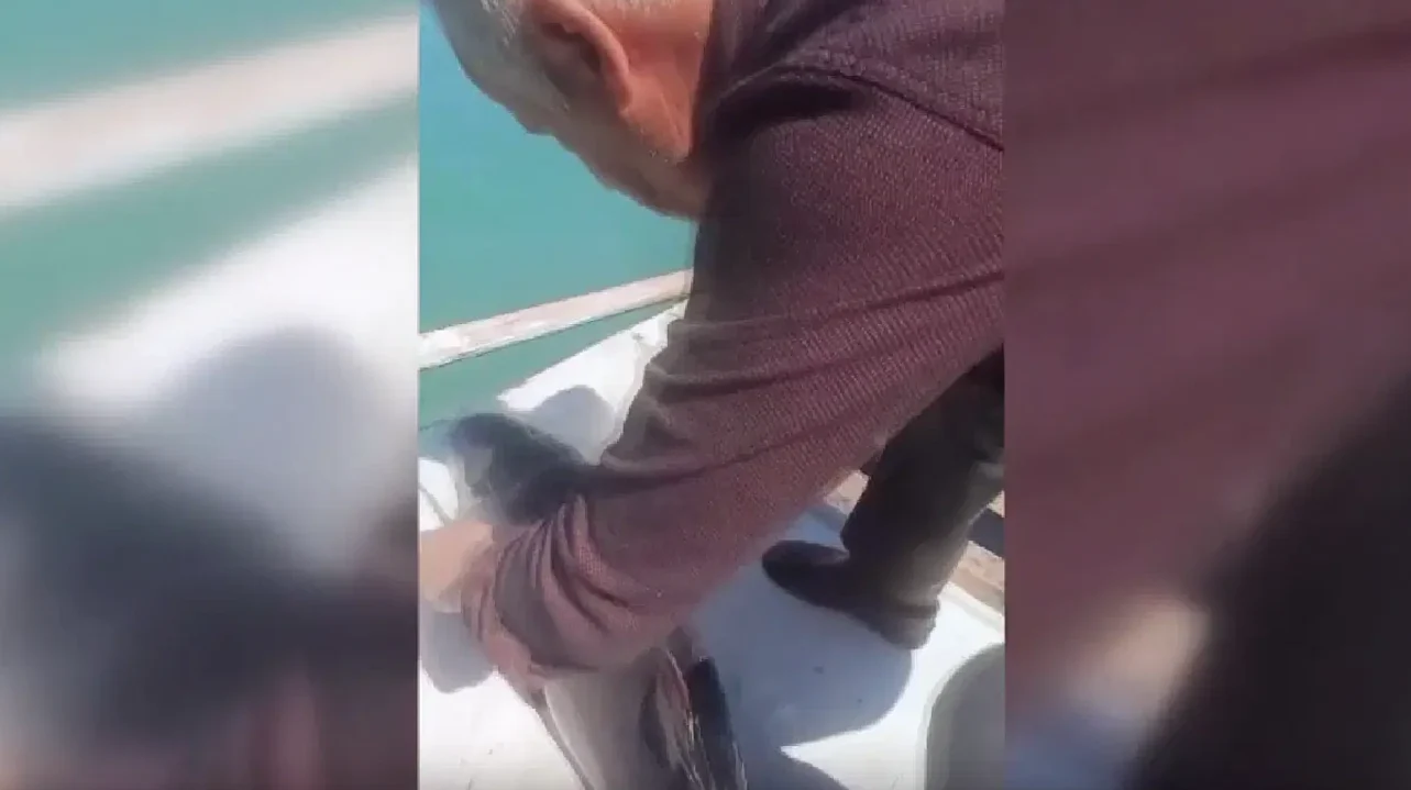 Sinop'ta Balıkçı Ağına Takılan Yunus Yavrusu Kurtarıldı