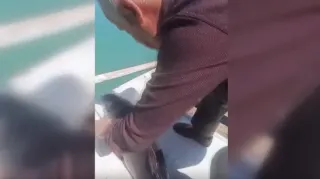 Sinop'ta Balıkçı Ağına Takılan Yunus Yavrusu Kurtarıldı