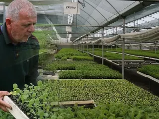 Emekli İki Arkadaşın Fide Üretimi Girişimi Büyüdü: Yılda 1,5 Milyon Satış