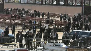 Van'da Hayvan Pazarında Çıkan Kavgada 1 Kişi Hayatını Kaybetti, 13 Yaralandı